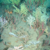 ‘Dead’ coral reef found alive and thriving off West Africa