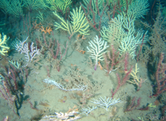 ‘Dead’ coral reef found alive and thriving off West Africa