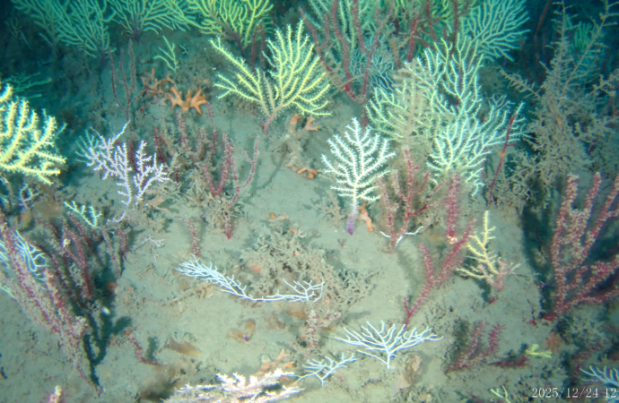 ‘Dead’ coral reef found alive and thriving off West Africa