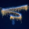 Deep-sea rarities and ships full of other new species: the best scientific images of June