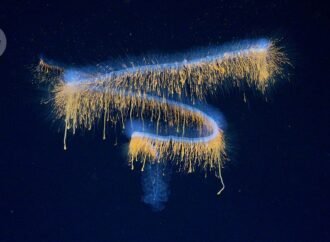 Deep-sea rarities and ships full of other new species: the best scientific images of June