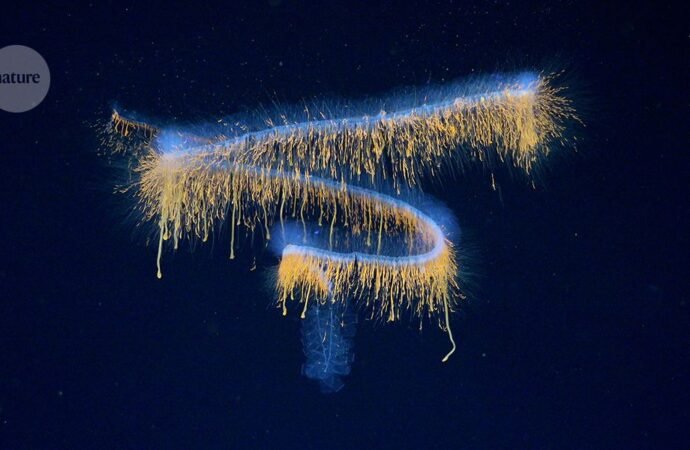 Deep-sea rarities and ships full of other new species: the best scientific images of June
