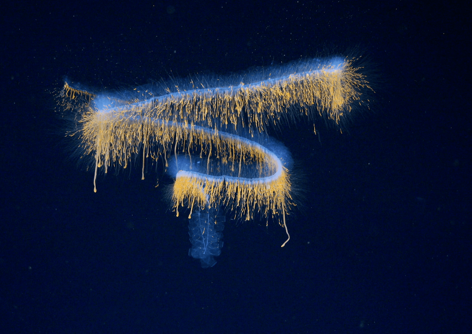 a long translucent animal with rays swims in the depths of the ocean