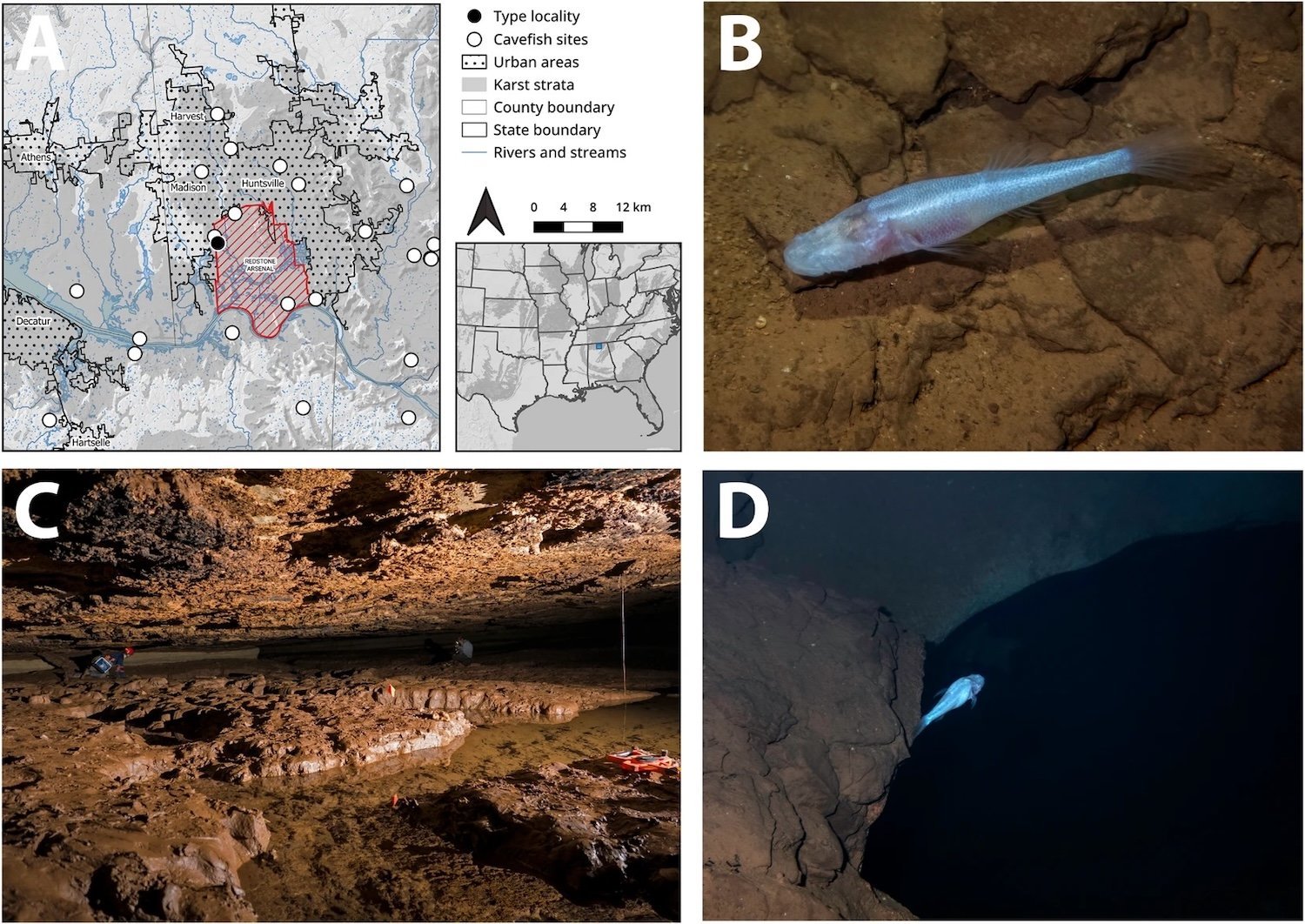 Distribution map, photographs in life of Demogorgonichthys arcanus gen. and sp. nov. and habitat. Distribution of D. arcanus gen. and sp. nov. from the type locality, Bobcat Cave, and occurrences of Typhlichthys subterraneus in the Huntsville metropolitan area of north-central Alabama (A). The Redstone Arsenal boundary is shown in red. Photos of Demogorgonichthys arcanus sp. nov. in situ on February 5, 2025 at Bobcat Cave (B and D). Pools in the Shrimp Room at Bobcat Cave where D. arcanus sp. nov. was discovered (C). Photographs by ML Niemiller (B and D) and A. Hinkle (C).