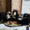 Did you find a baby skunk? Please don’t feed it.