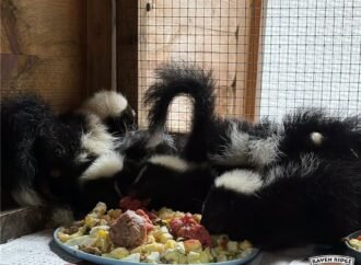 Did you find a baby skunk? Please don’t feed it.