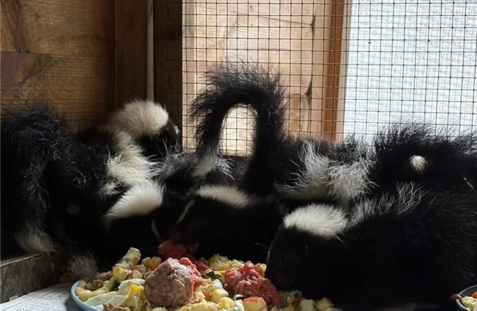 Did you find a baby skunk? Please don’t feed it.