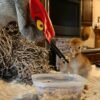 Disguised ‘ugly mom’ helps orphaned cranes