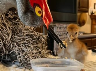 Disguised ‘ugly mom’ helps orphaned cranes