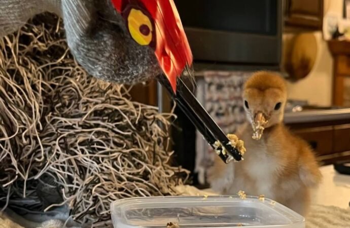 Disguised ‘ugly mom’ helps orphaned cranes