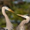 Do animals really mate for life?