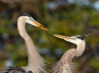 Do animals really mate for life?