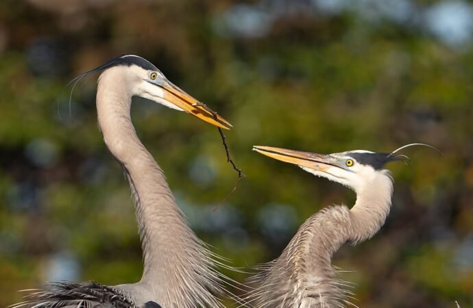 Do animals really mate for life?