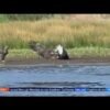 Eagle Luna scares away intruder from nest, while mom Jackie recovers