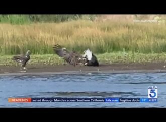 Eagle Luna scares away intruder from nest, while mom Jackie recovers