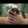 Echidna ‘puggles’ weigh less than a mini marshmallow