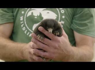 Echidna ‘puggles’ weigh less than a mini marshmallow