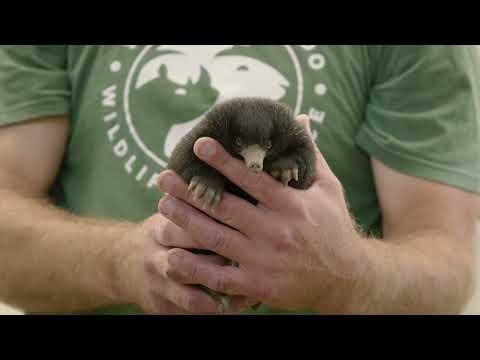 Echidna ‘puggles’ weigh less than a mini marshmallow