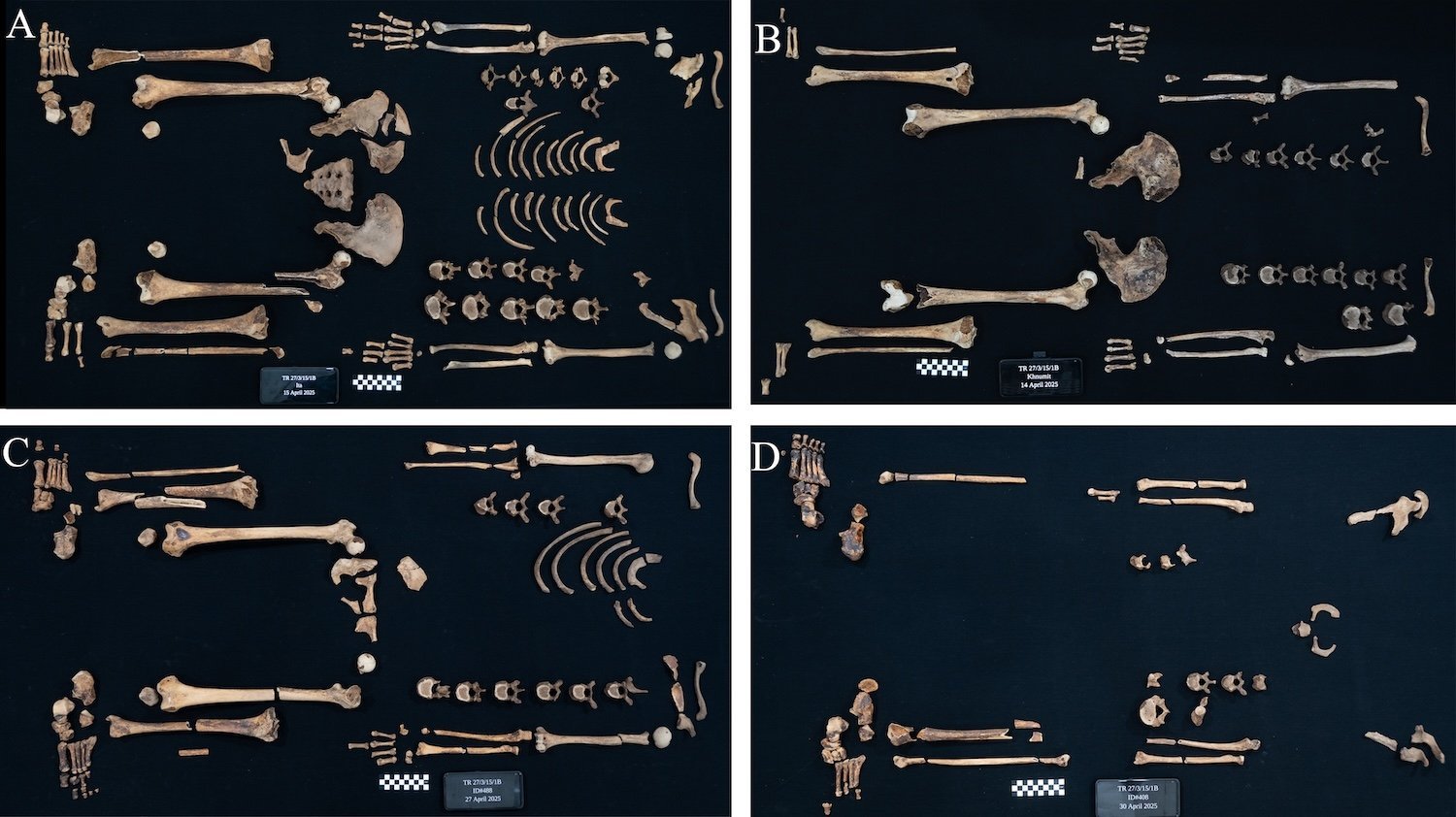 Fragmentary skeletal remains of the four princesses.