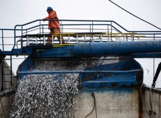 El Niño is already wreaking havoc on Pacific fisheries