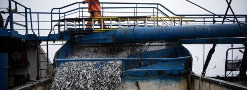 El Niño is already wreaking havoc on Pacific fisheries