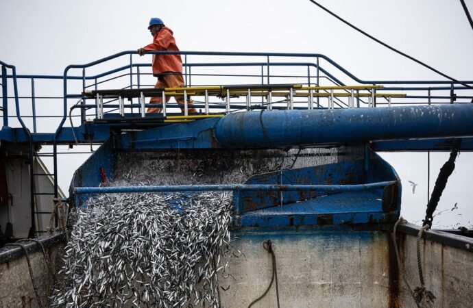 El Niño is already wreaking havoc on Pacific fisheries