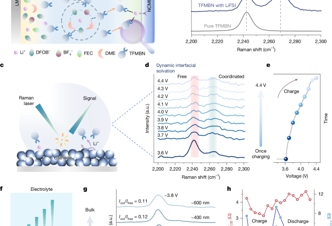 Electrolyte Stabilized Single Phase Li Metal Batteries, Gradient Solvation – Nature