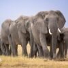 Elephant deaths in Amboseli: Kenya Wildlife Service launches urgent investigation after 14 carcasses are found