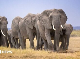Elephant deaths in Amboseli: Kenya Wildlife Service launches urgent investigation after 14 carcasses are found