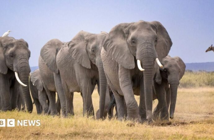 Elephant deaths in Amboseli: Kenya Wildlife Service launches urgent investigation after 14 carcasses are found