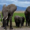 Elephant deaths in Amboseli: Kenya Wildlife Service suspects pesticide-sprayed tomatoes to be the cause