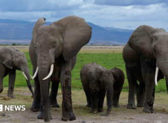 Elephant deaths in Amboseli: Kenya Wildlife Service suspects pesticide-sprayed tomatoes to be the cause