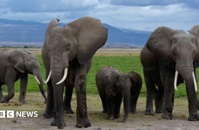 Elephant deaths in Amboseli: Kenya Wildlife Service suspects pesticide-sprayed tomatoes to be the cause