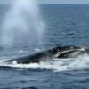 Endangered right whales could wait nearly a decade for new U.S. protections.