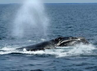 Endangered right whales could wait nearly a decade for new U.S. protections.