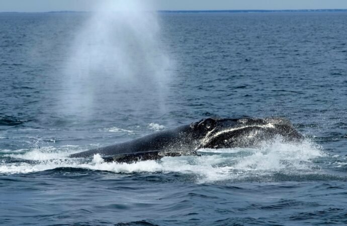 Endangered right whales could wait nearly a decade for new U.S. protections.