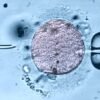 Fertility clinics offer young mitochondria in controversial fertility technique