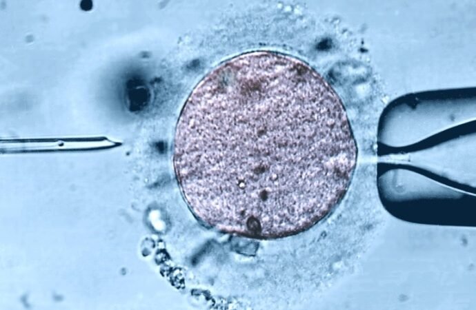 Fertility clinics offer young mitochondria in controversial fertility technique