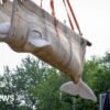 First beluga whales relocated from closed Marineland park reach new homes in US