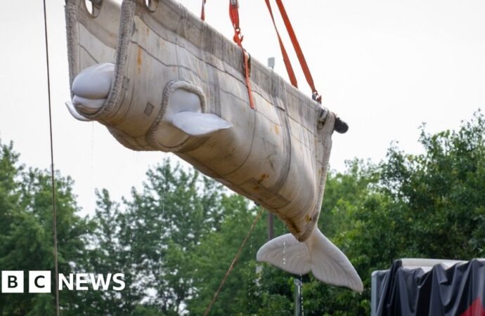 First beluga whales relocated from closed Marineland park reach new homes in US