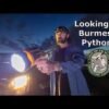 Florida Prepares to Fight Invasive Pythons with New Video PSA