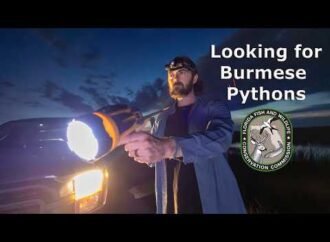 Florida Prepares to Fight Invasive Pythons with New Video PSA
