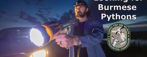 Florida Prepares to Fight Invasive Pythons with New Video PSA