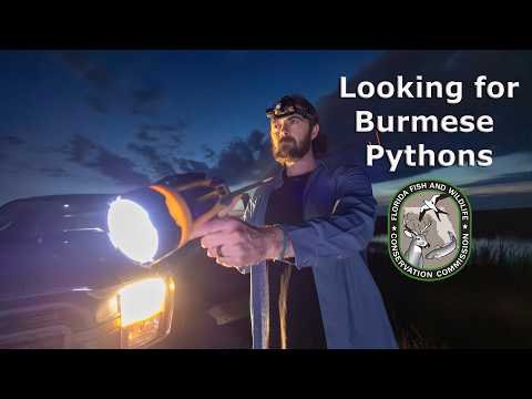 Florida Prepares to Fight Invasive Pythons with New Video PSA