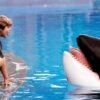 ‘Free Willy’ reboot in the works at Warner Bros.