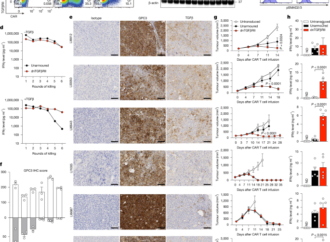 GPC3-Specific dnTGFβRII-Armored CAR T Cells for Hepatocellular Carcinoma – Nature