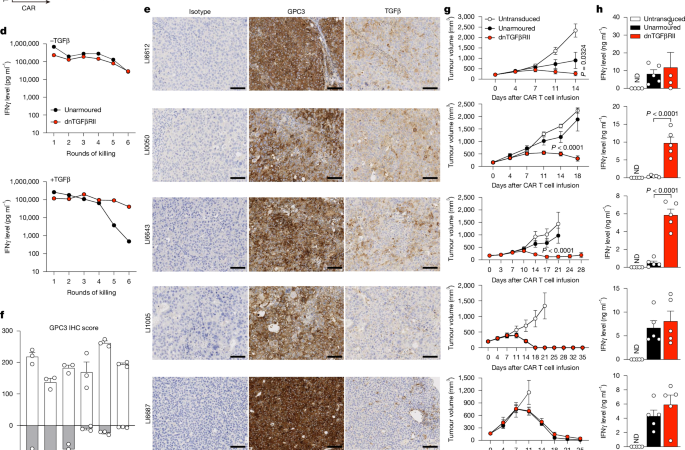 GPC3-Specific dnTGFβRII-Armored CAR T Cells for Hepatocellular Carcinoma – Nature