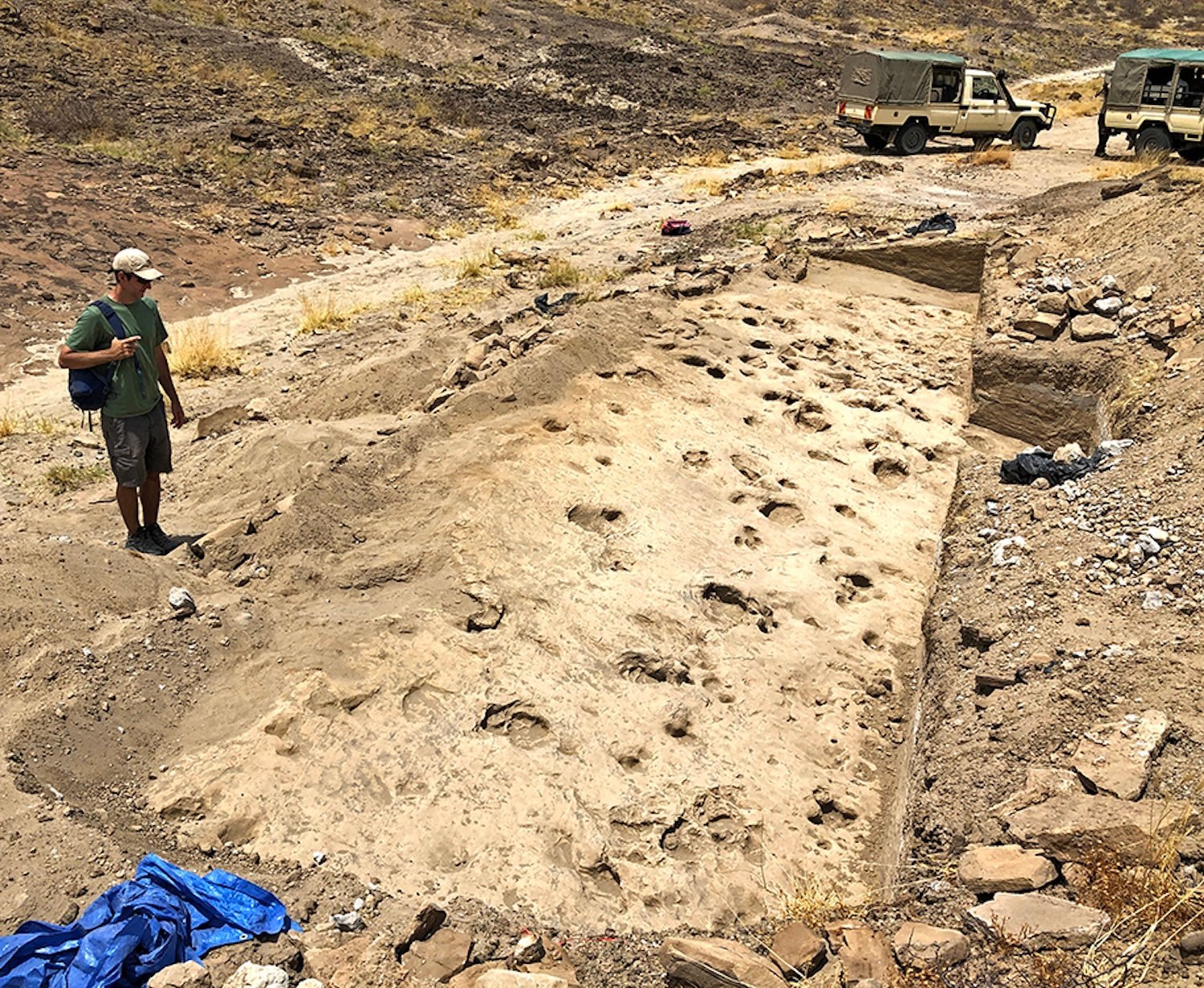 Overview of excavated track surface with a mix of deeper hippopotamus and antelope tracks and shallower hominid tracks visible