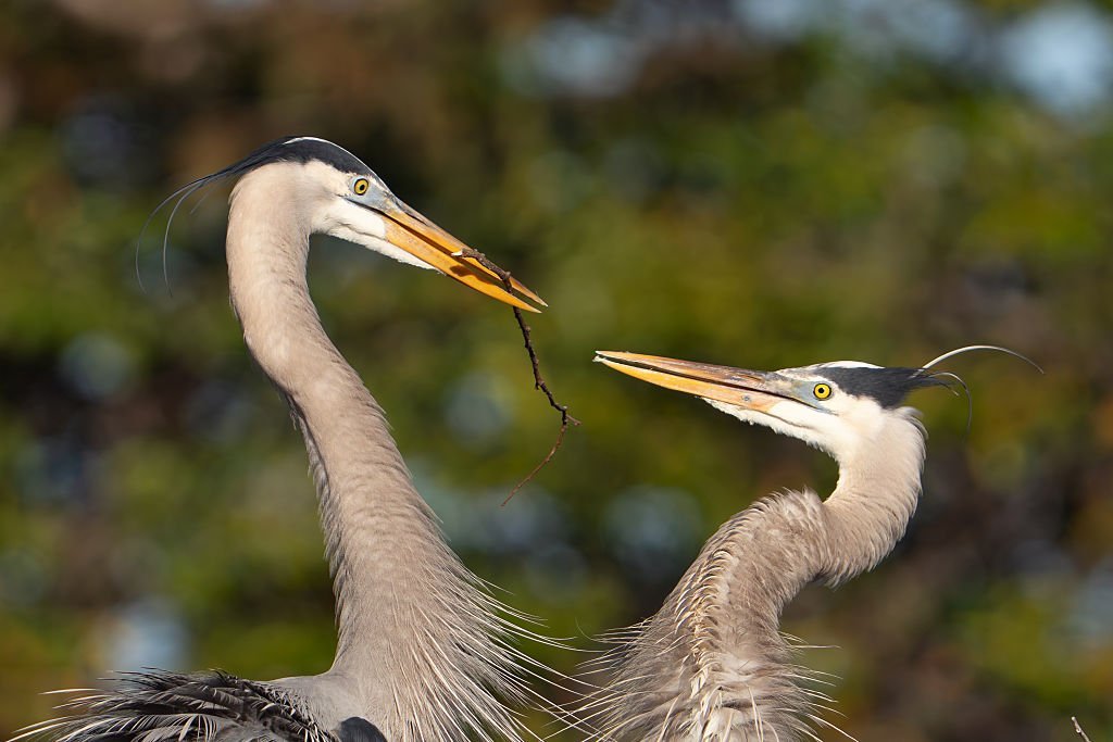 A male great blue heron carries a stick to his mate to build a nest in Delray Beach, Florida, on January 9, 2026.