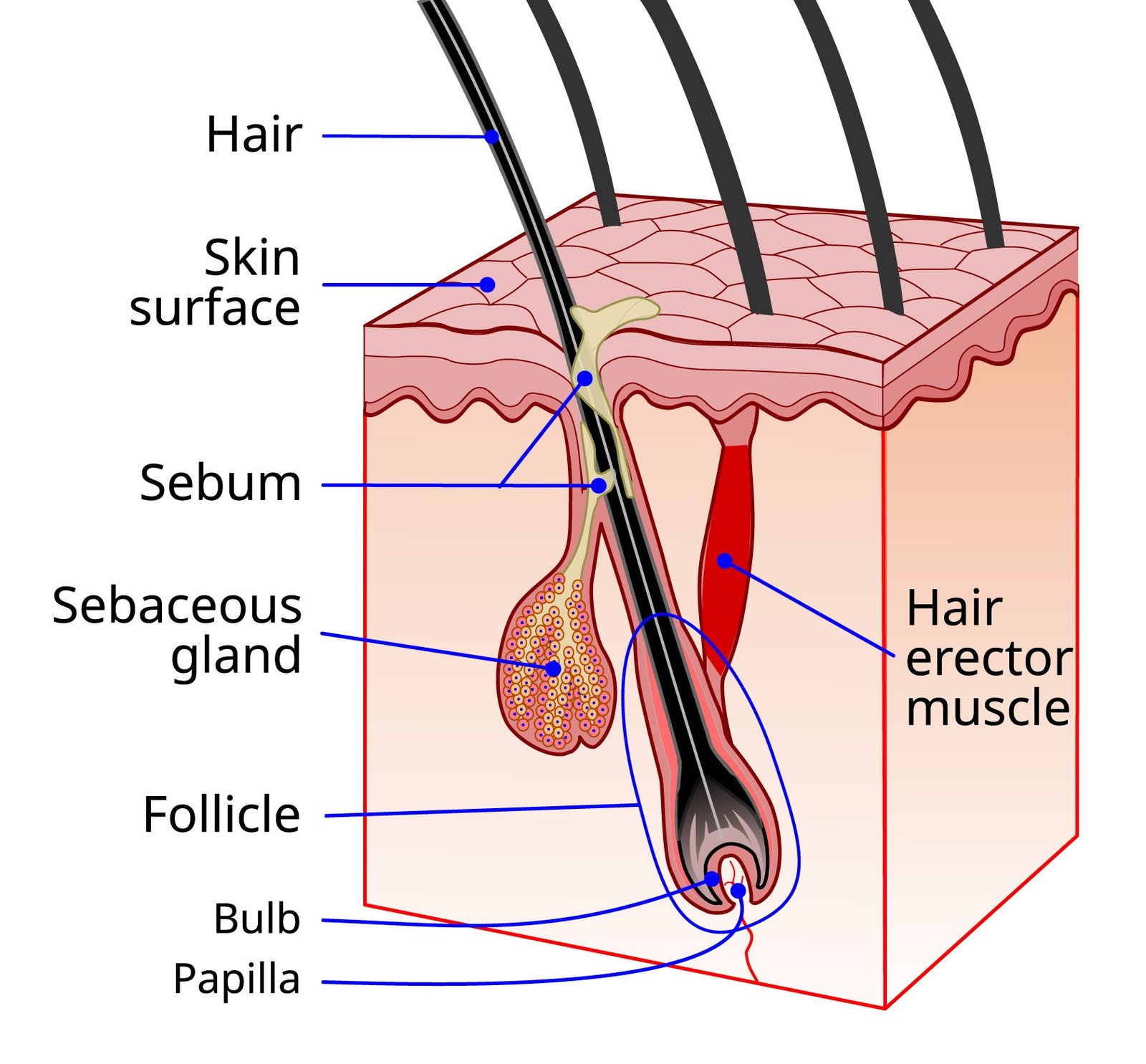 Illustration of a hair follicle.
